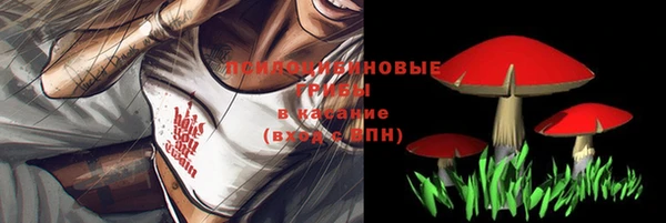прущие грибы Абаза